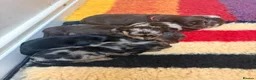 Miniature Dachshund dogs for sale: Miniature Long Haired Daschunds - Advert 17