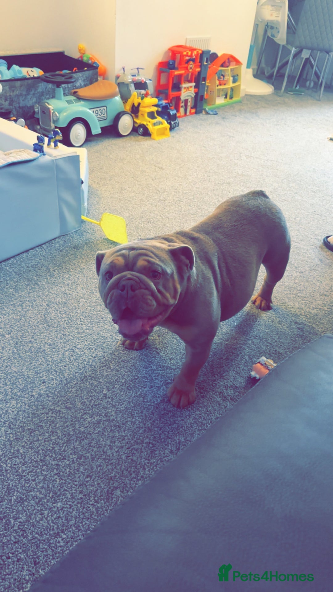 English Bulldog dogs for sale: British Bulldog (nbs) blue & Tan bitch  - Advert 4