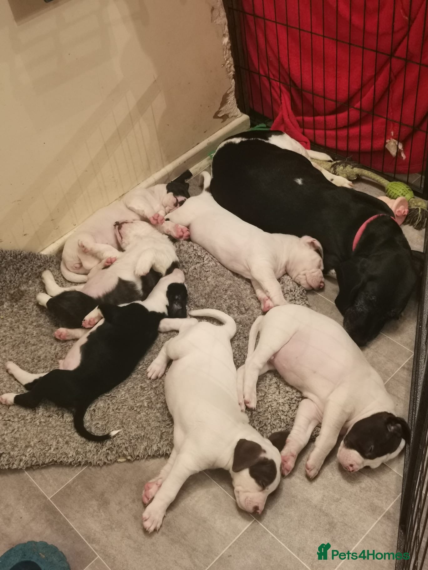 Mixed Breed dogs Surprise Litter - 5 puppies 2 girls 3 boys - Advert 1