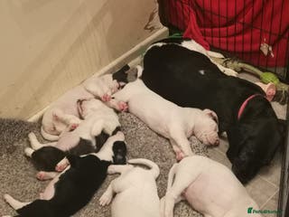 Mixed Breed dogs Surprise Litter - 5 puppies 2 girls 3 boys - Advert 1