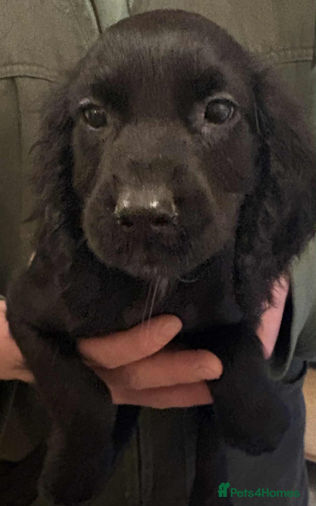 Cocker Spaniel dogs for sale: Beautiful Cocker Spaniel Puppies  - Advert 6