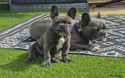 French Bulldog dogs for sale: Beautiful blue frenchie  - Image 6