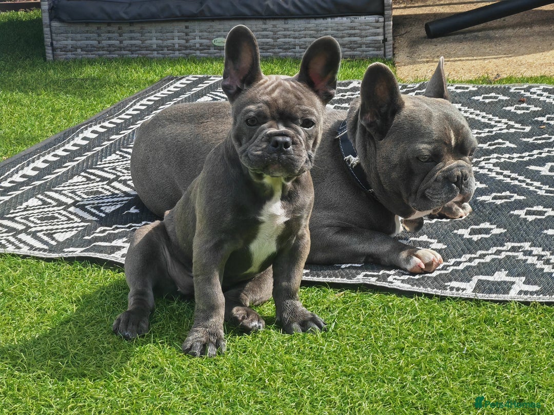 French Bulldog dogs for sale: Beautiful blue frenchie  - Image 6