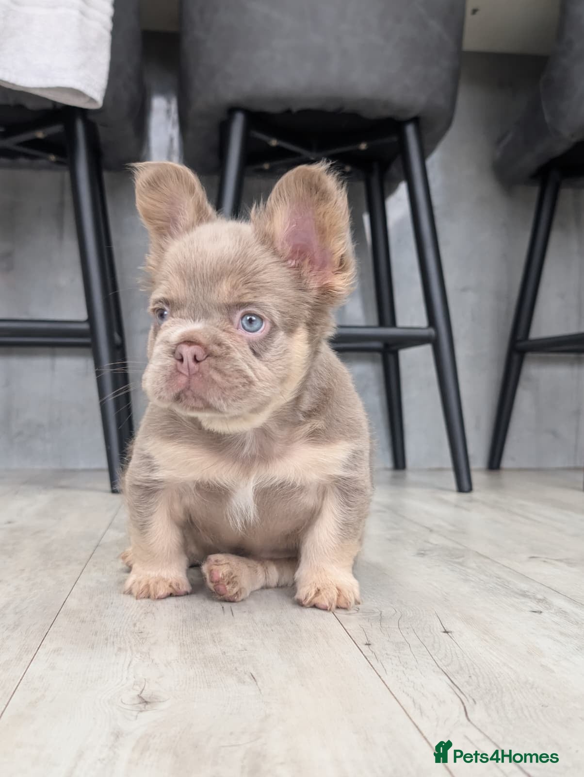 French Bulldog dogs 6 Amazing quality French bulldog pups - Advert 2