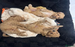 Cockapoo dogs for sale: 2 boys 2 girl Cockapoo puppy’s  - Image 1