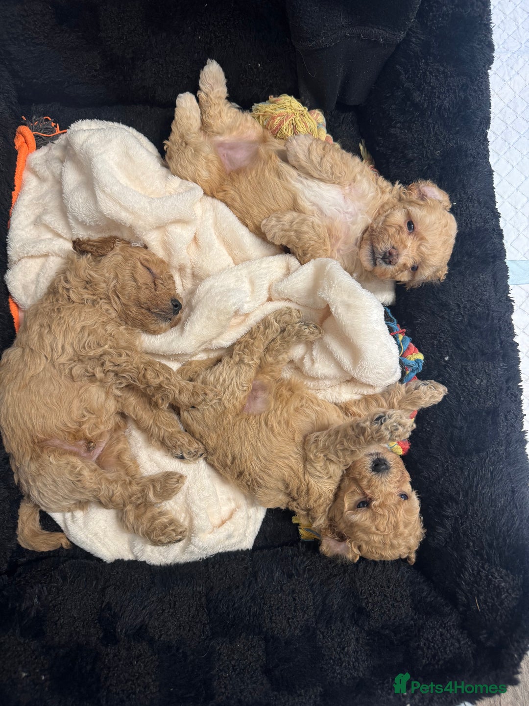 Cockapoo dogs for sale: 2 boys 2 girl Cockapoo puppy’s  - Image 1