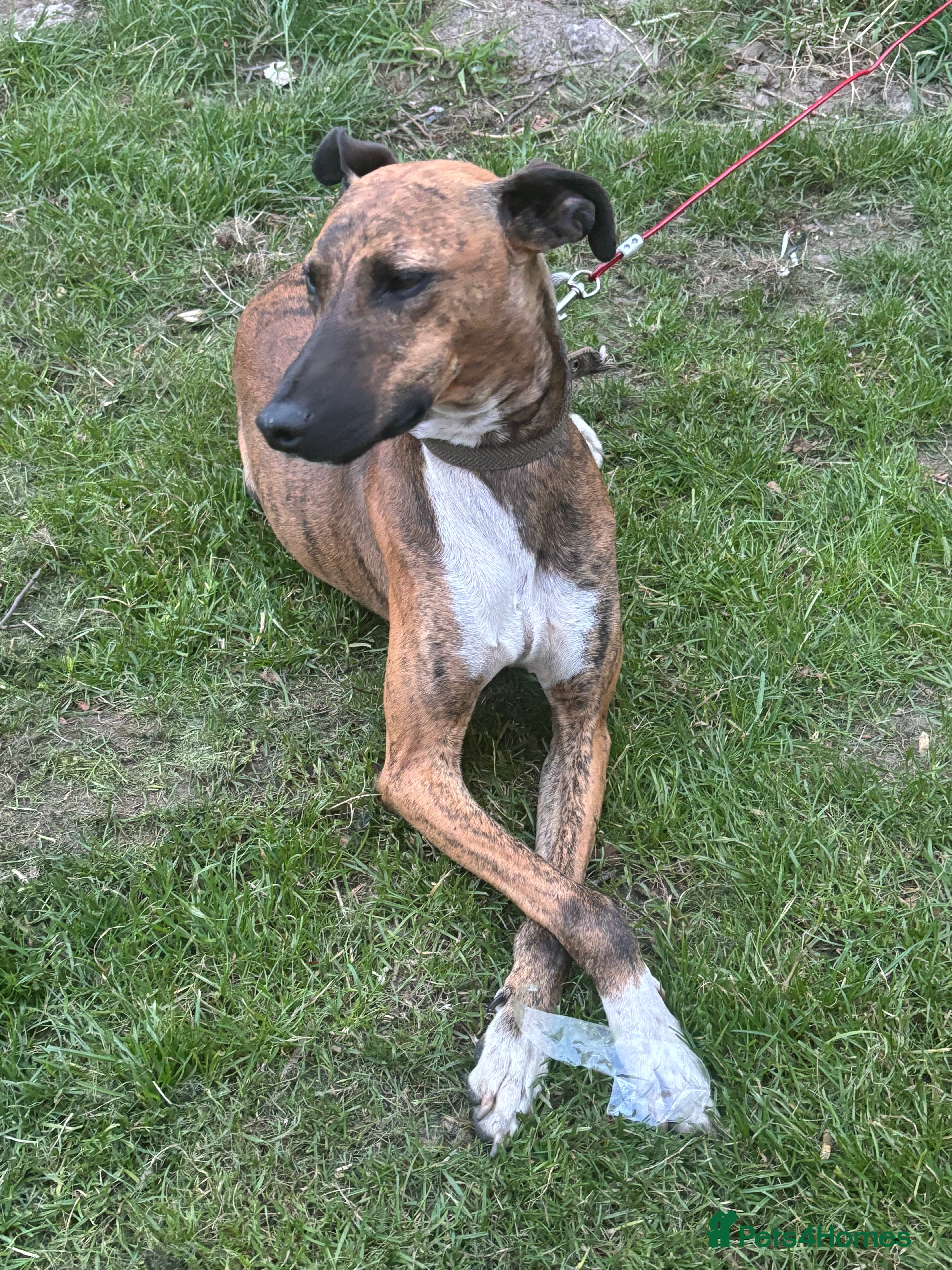 Lurcher dogs Collie x Whippet stud  in Swadlincote - Advert 1