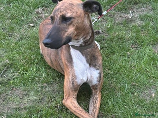 Lurcher dogs Collie x Whippet stud in Swadlincote - Advert 15