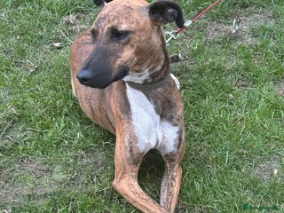 Lurcher dogs Collie x Whippet stud in Swadlincote - Advert 1