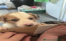 Mixed Breed dogs for sale: Lurcher pup  - Image 8