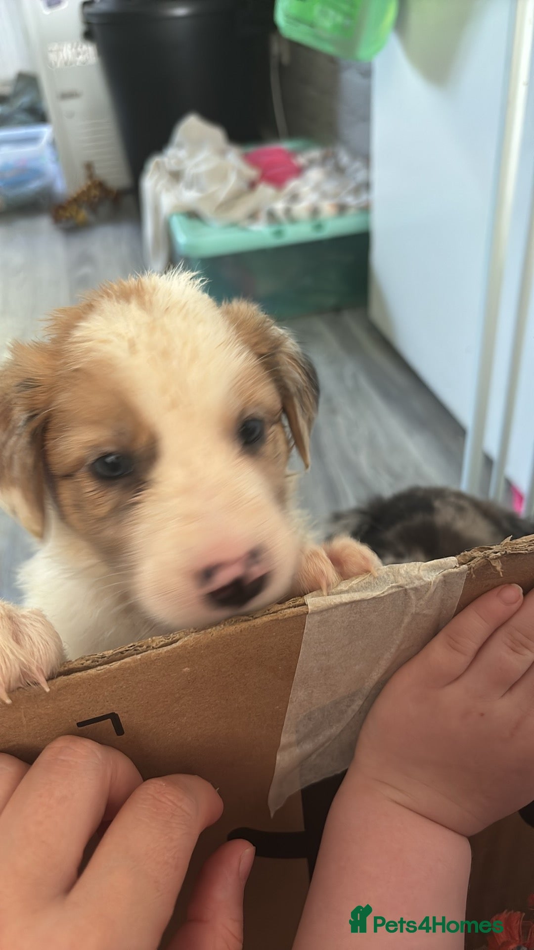 Mixed Breed dogs for sale: Lurcher pup  - Image 8