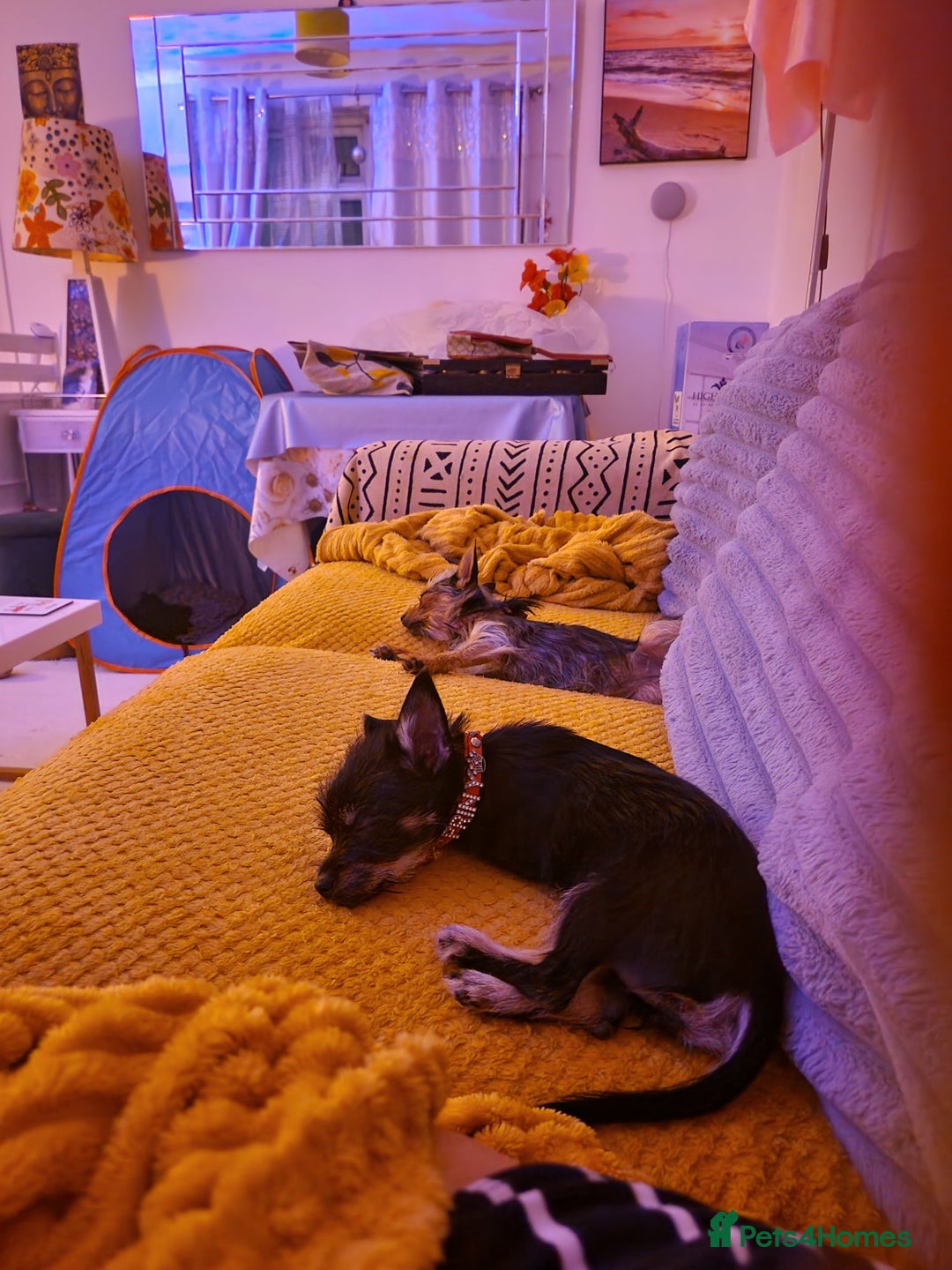 Chorkie dogs for sale: Chorkie called Angel - Advert 3