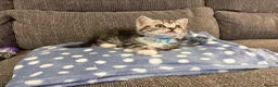 Mixed Breed cats for sale: 9 week old kitten  - Advert 5