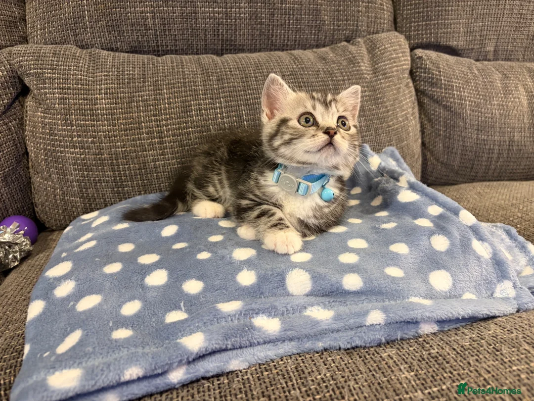 Mixed Breed cats for sale: 9 week old kitten  - Advert 5