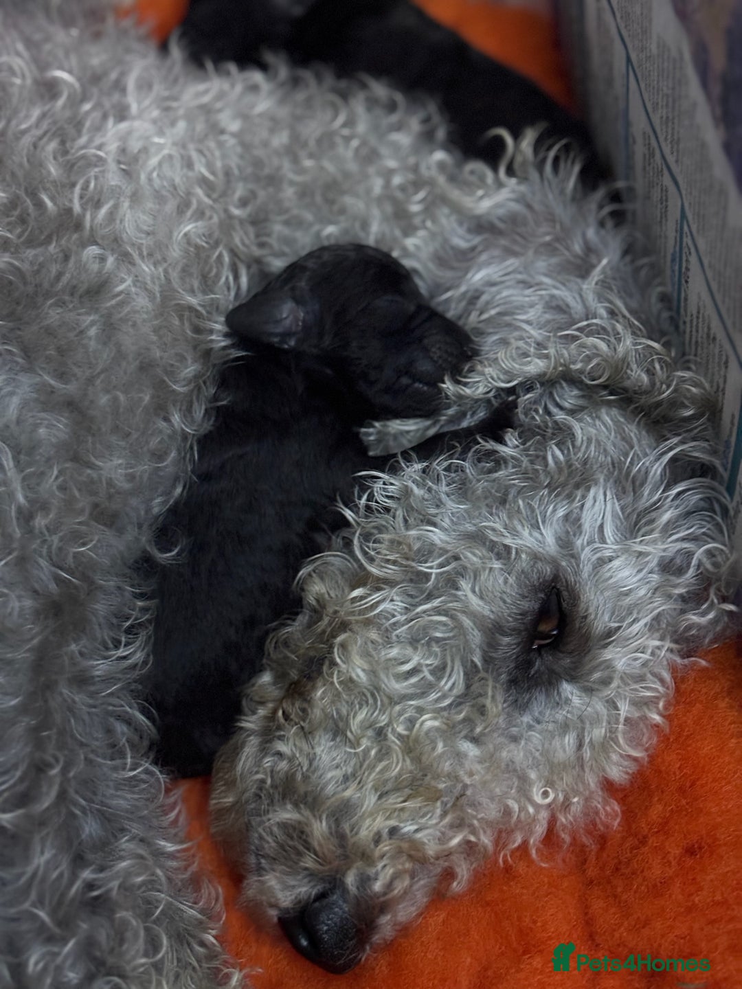 Bedlington Terrier dogs for sale: Beautiful baby Bedlington Terriers - Image 4