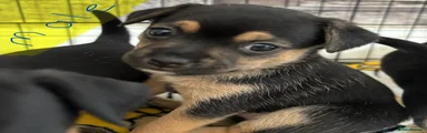 Jack Chi Puppy 1