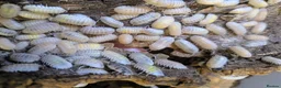 Isopods invertebrates for sale: Mixed Isopods - Advert 3