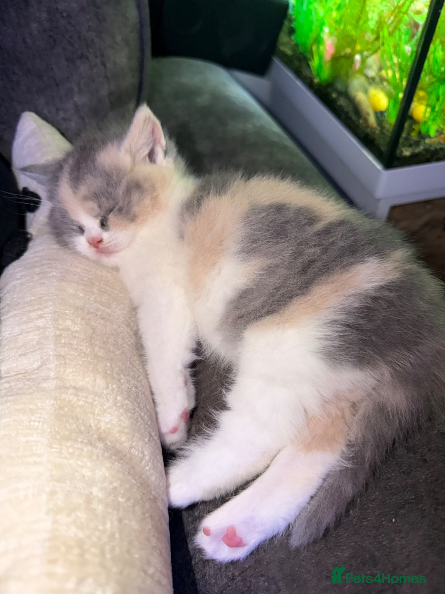 British Shorthair cats British shorthair kittens 1 calico girl left 😍 - Advert 10