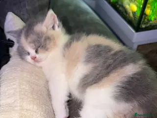 British Shorthair cats British shorthair kittens 1 calico girl left 😍 - Advert 10