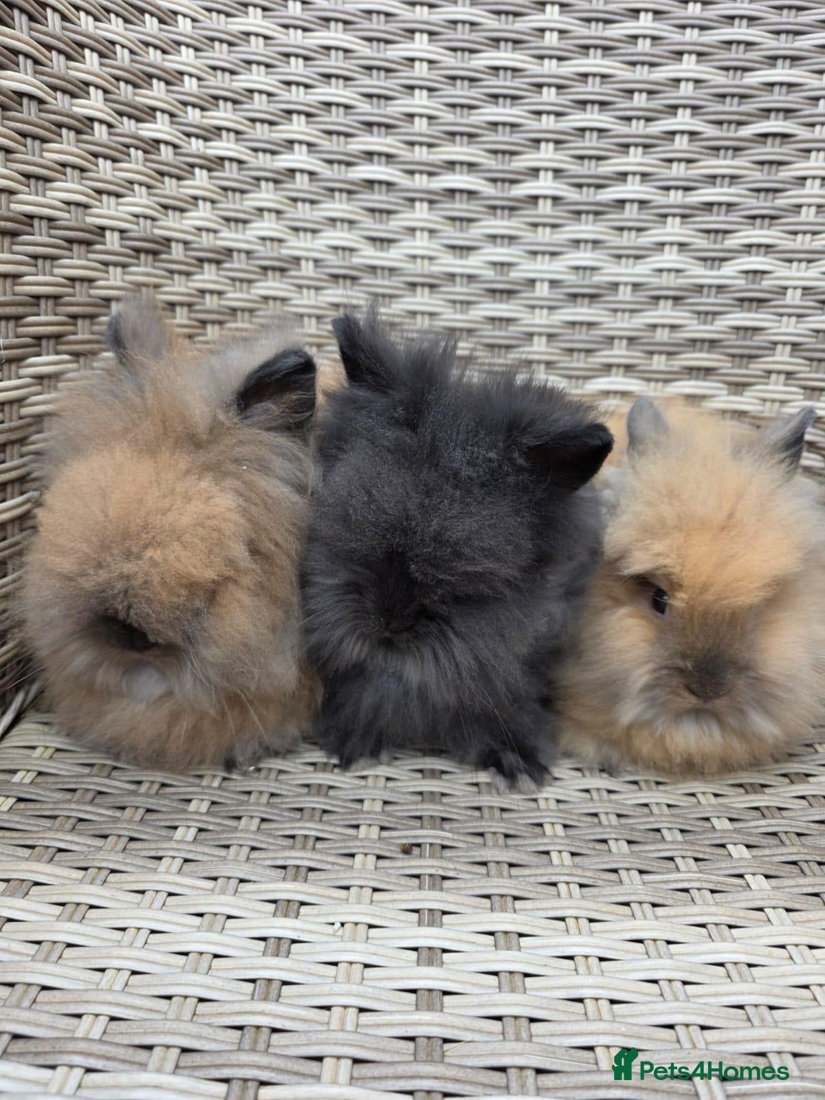 Lionhead rabbits Double maned lionheads  - Advert 2