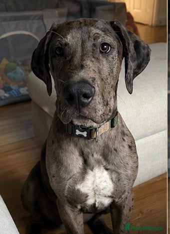 Mixed Breed dogs Hendrix - Advert 4