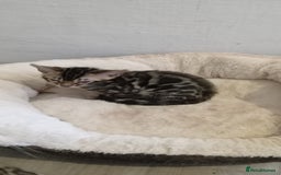 Bengal cats for sale: Pedigree Bengal Kittens - Image 19