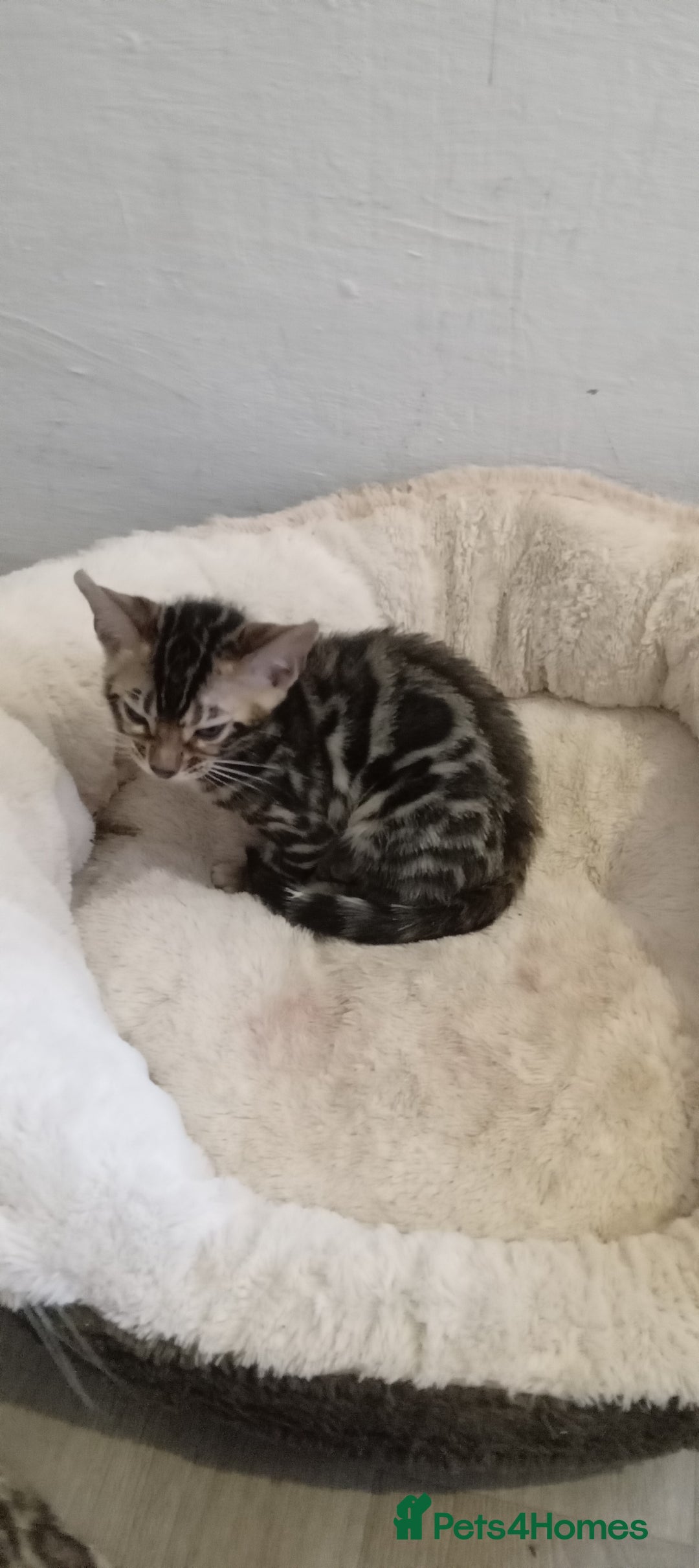 Bengal cats for sale: Pedigree Bengal Kittens - Image 19