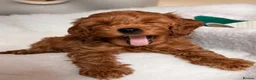 Cavapoo dogs for sale: Stunning Red F1b cavapoo puppies - Advert 23