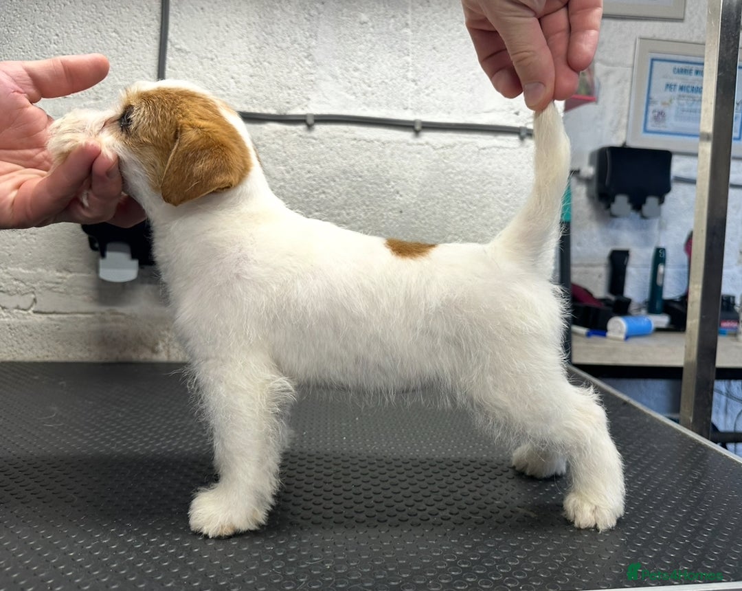 Jack Russell dogs for sale: Show quality Jack Russell Terrier - Advert 2