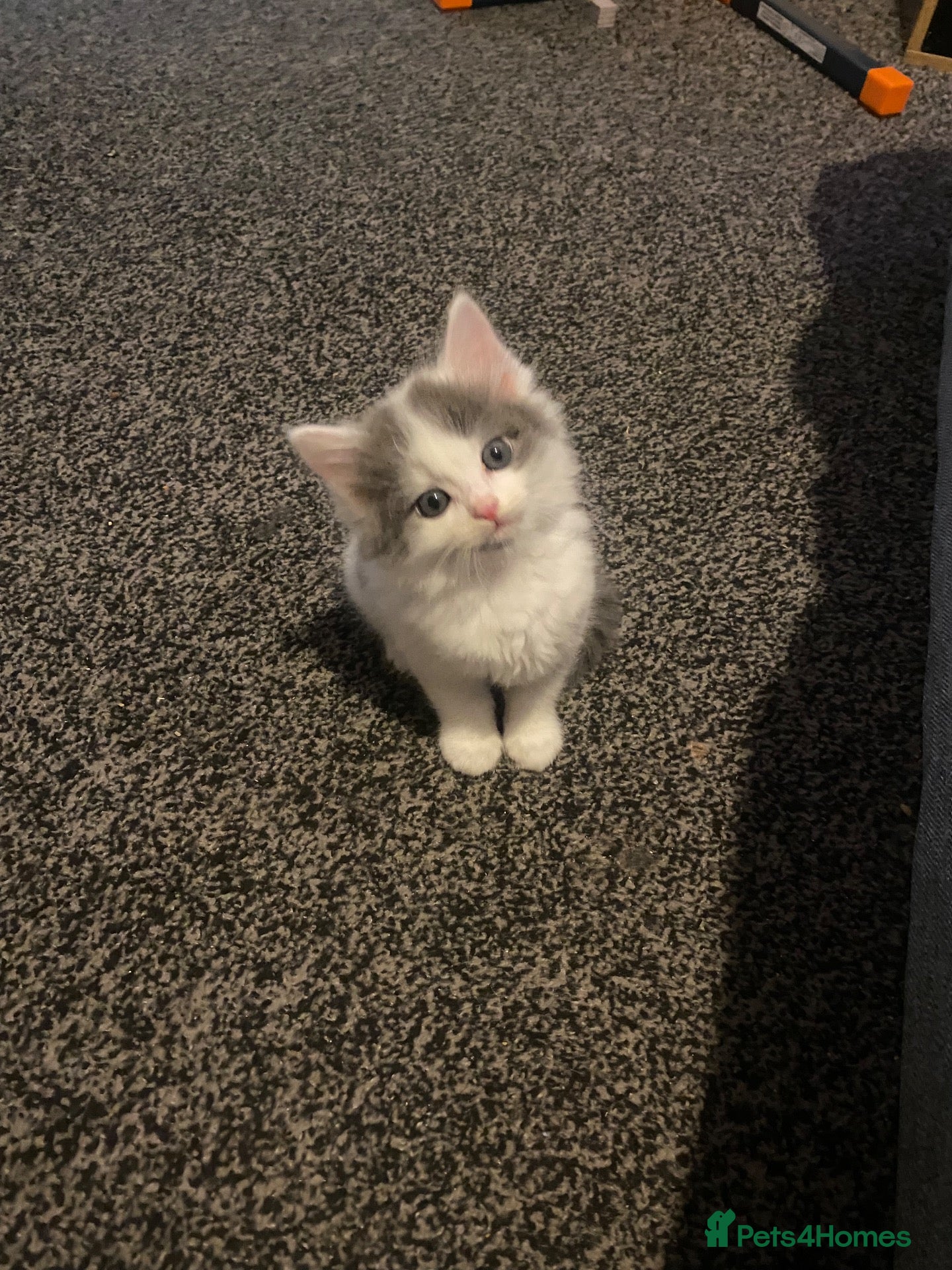 Mixed Breed cats Beautiful female kitten - Advert 8