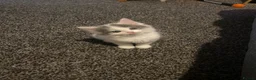 Mixed Breed cats for sale: Beautiful female kitten in Stockton-on-Tees - Advert 1