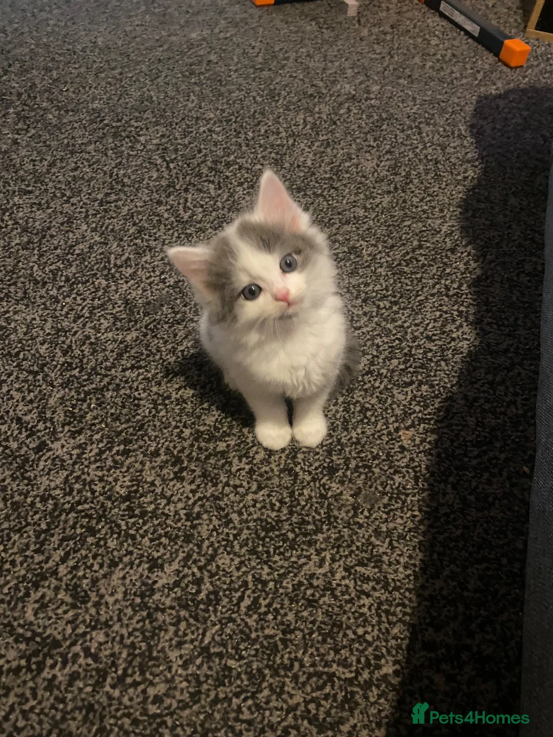 Mixed Breed cats for sale: Beautiful female kitten in Stockton-on-Tees - Advert 1