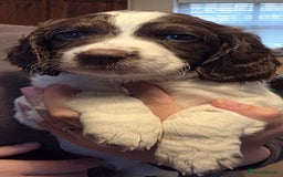 Sproodle dogs for sale: Beautiful Sproodle Puppies - Advert 3