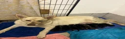 German Shepherd dogs for sale: German Shepherd puppies for sale  - Advert 4