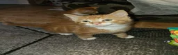 Mixed Breed cats for sale: Lovely kittens  - Advert 5