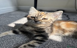 Persian cats for sale: TWO 15 WEEK KITTIES NEED REHOMING TOGETHER (M&F) in Maidstone - Image 17