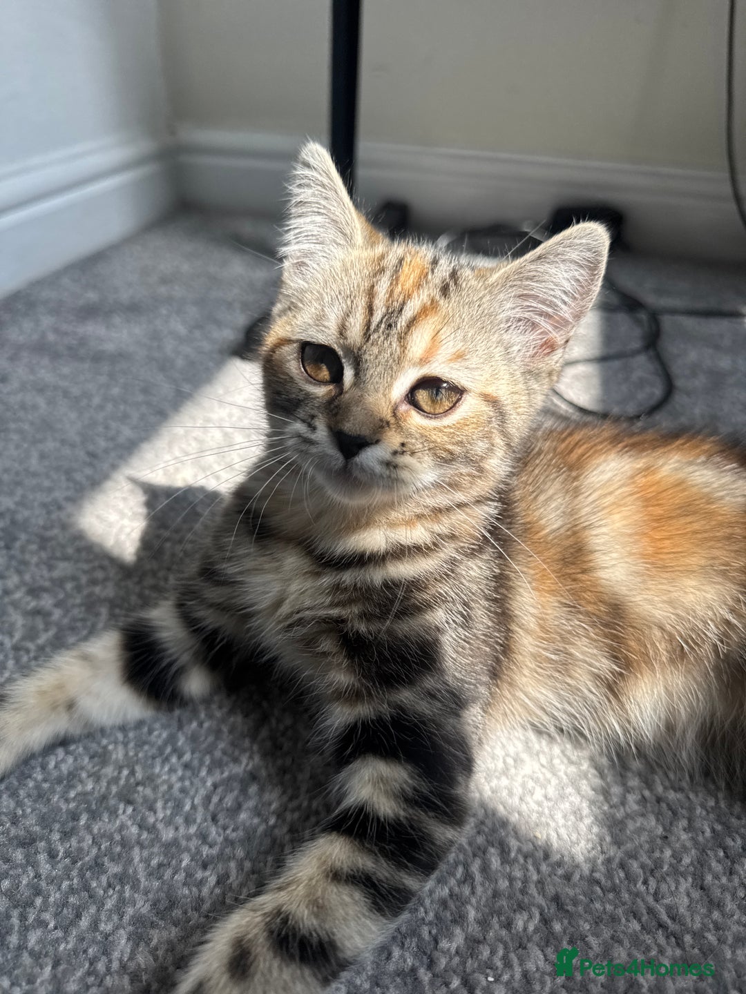 Persian cats for sale: TWO 15 WEEK KITTIES NEED REHOMING TOGETHER (M&F) in Maidstone - Image 17