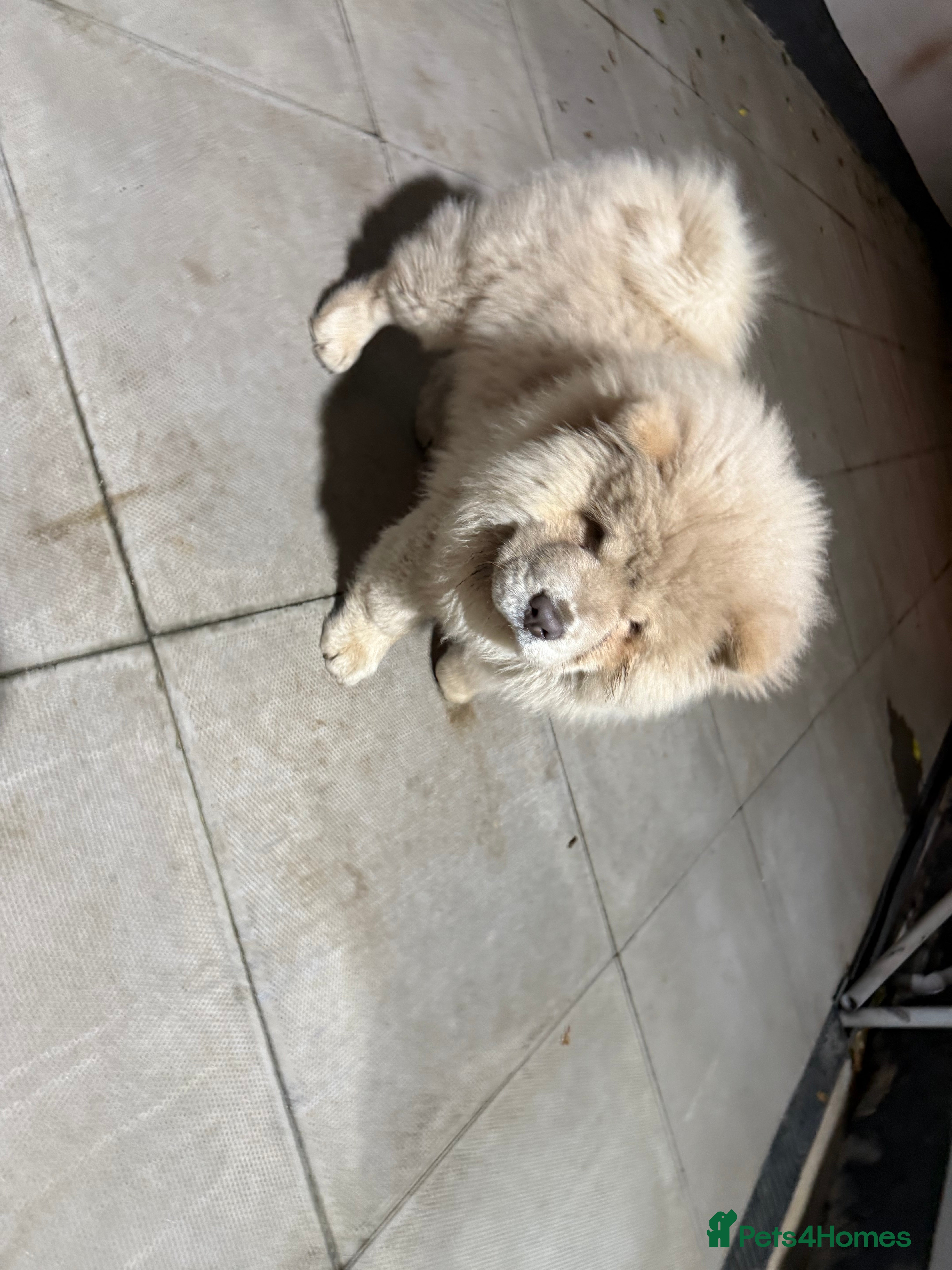 Chow Chow dogs 5 month old chow how for sale  - Advert 14
