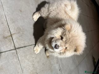 Chow Chow dogs 5 month old chow how for sale - Advert 4