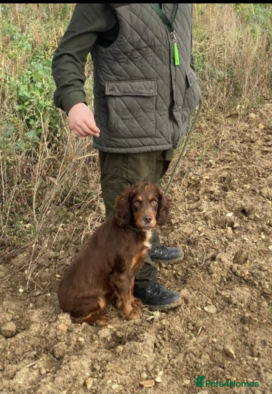 Cocker Spaniel dogs for sale: 🤎 Beautiful chocolate KC working cocker puppies🤎 - Advert 5