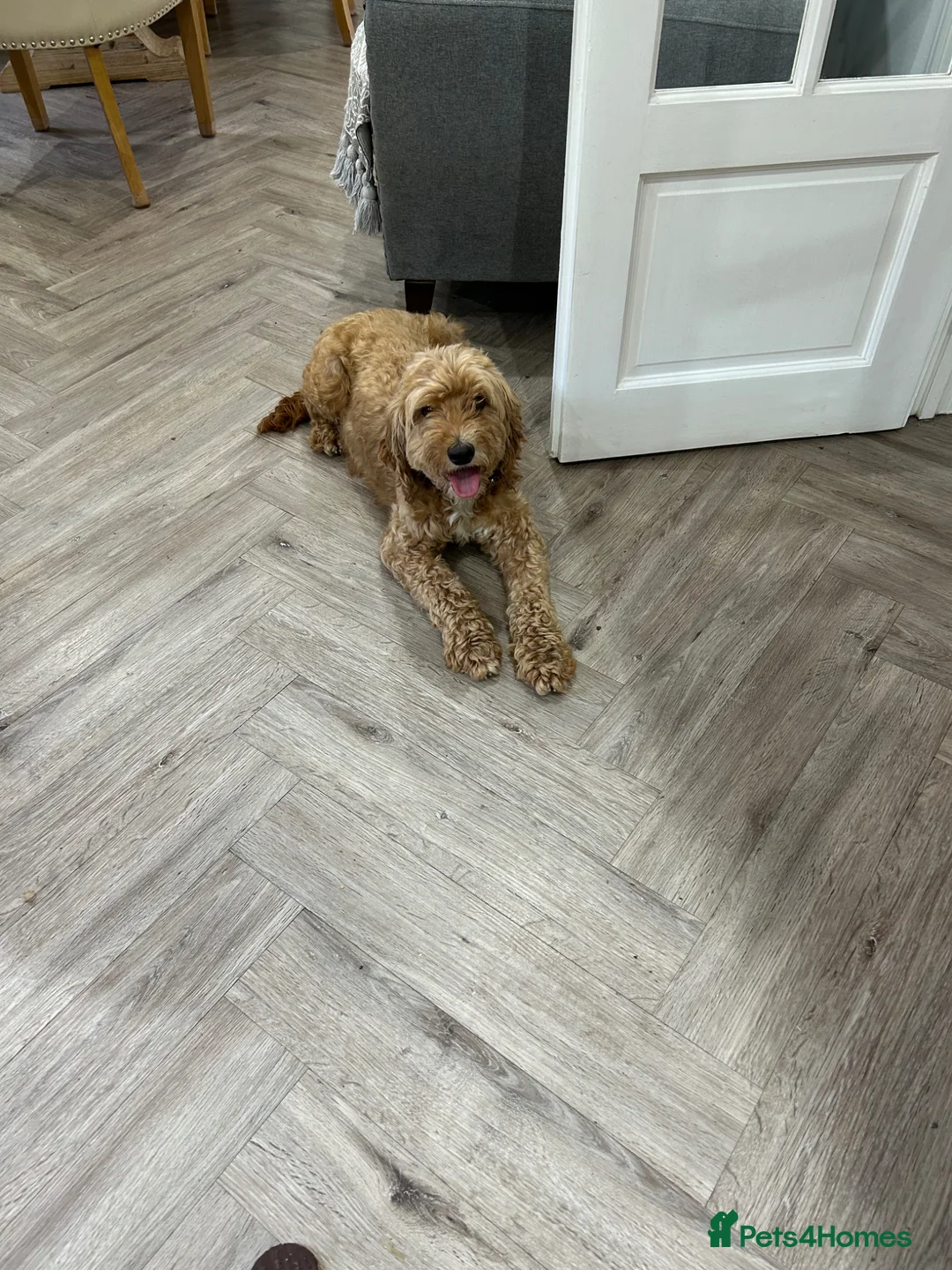 Cockapoo dogs for sale: F1 cockapoo - Advert 11