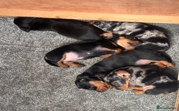 Miniature Dachshund dogs for sale: 🐾 Beautiful Miniature Dachshund 4 Girls 💕 🐾 - Image 10