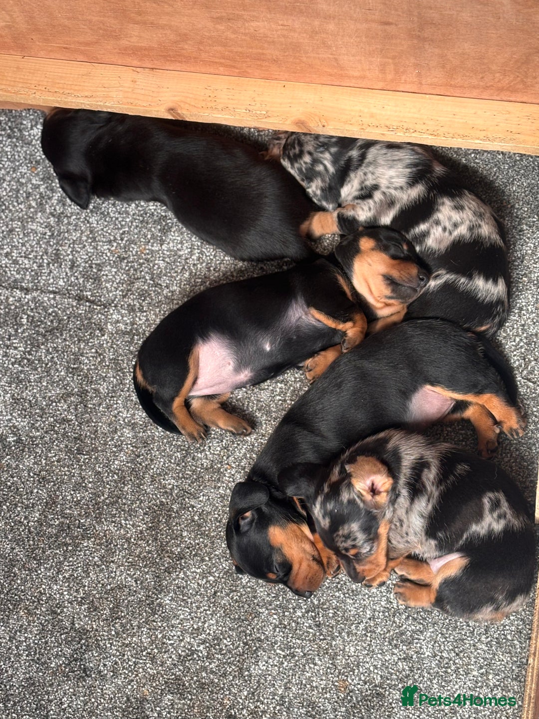 Miniature Dachshund dogs for sale: 🐾 Beautiful Miniature Dachshund 4 Girls 💕 🐾 - Image 10