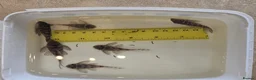 Plecos fish for sale: L333 Gurupa Plecos - Advert 5
