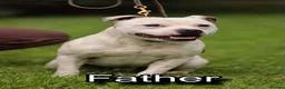 Staffordshire Bull Terrier dogs for sale: 🐾KC REGISTERED STAFFORDSHIRE BULL TERRIER  🐾 - Advert 6