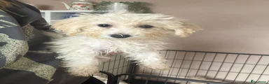 Poochon 3