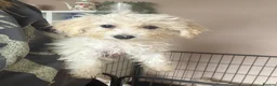 Poochon dogs for sale: Bichon frise x poodle  in Maidstone - Advert 3