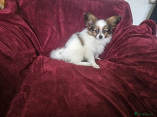 Papillon dogs - Advert 2