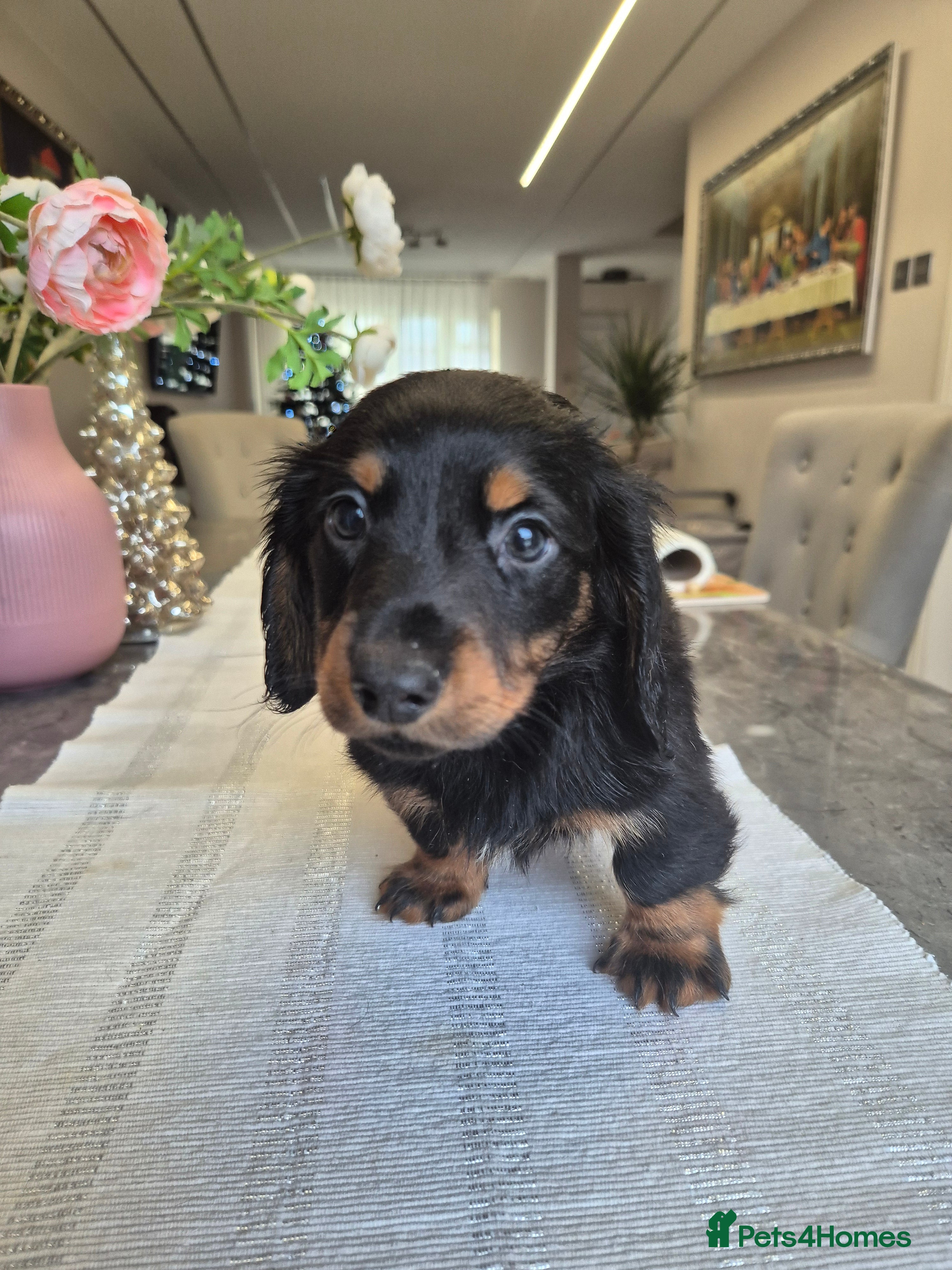 Dachshund dogs 💙Miniature Dachshund puppies! First litter!🩷  - Advert 2