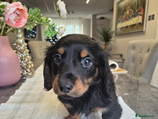 Dachshund dogs 💙Miniature Dachshund puppies! First litter!🩷 - Advert 2